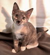 adoptable Cat in raleigh, NC named Skittles