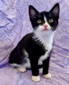 adoptable Cat in  named Hawthorn