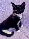 adoptable Cat in  named Aster