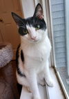 adoptable Cat in Raleigh, NC named Berlioz