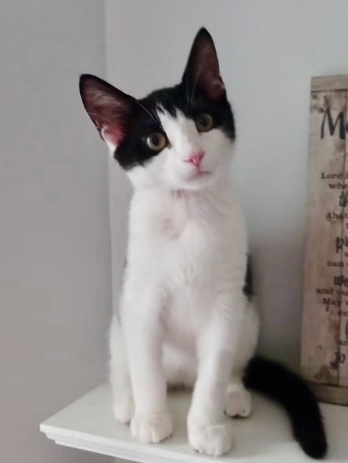 Berlioz, an adoptable Domestic Short Hair in Garner, NC