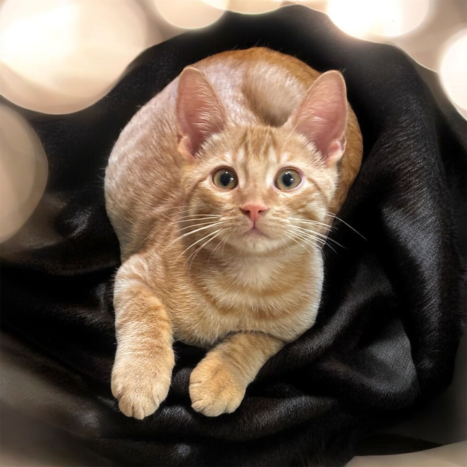 adoptable Cat in Raleigh, NC named Friday