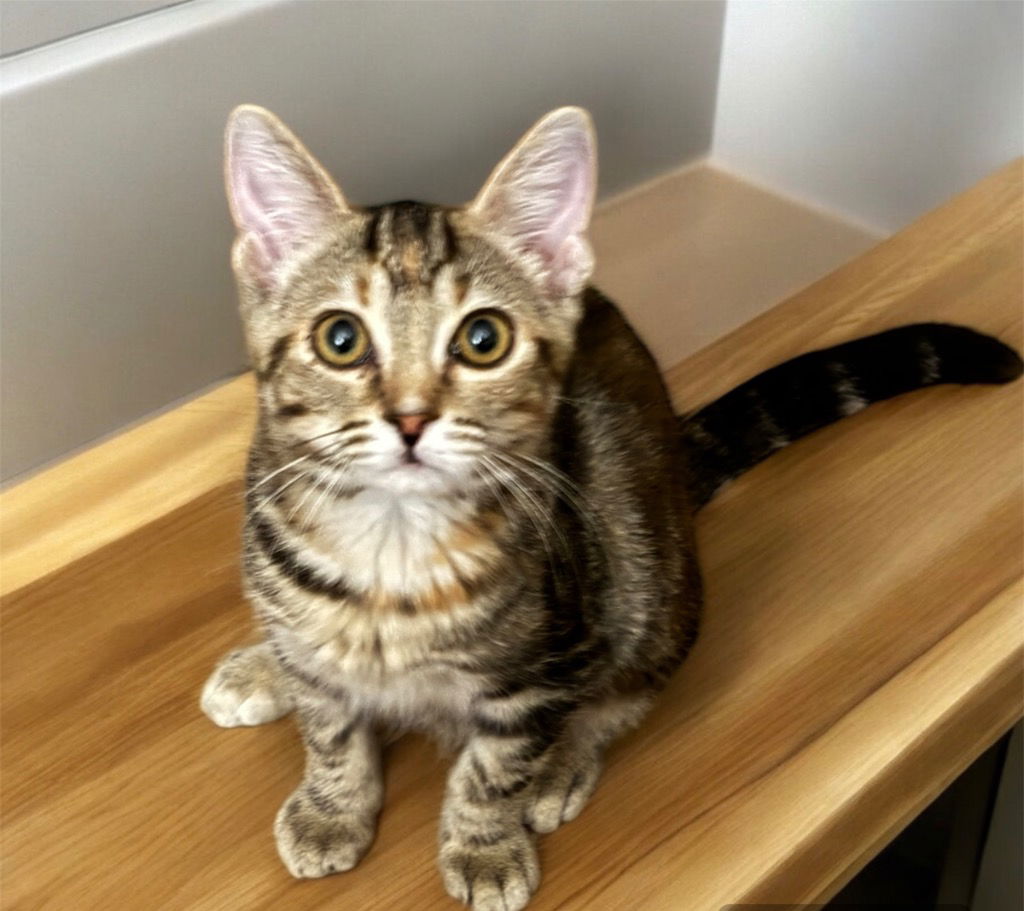 adoptable Cat in Raleigh, NC named Brianna