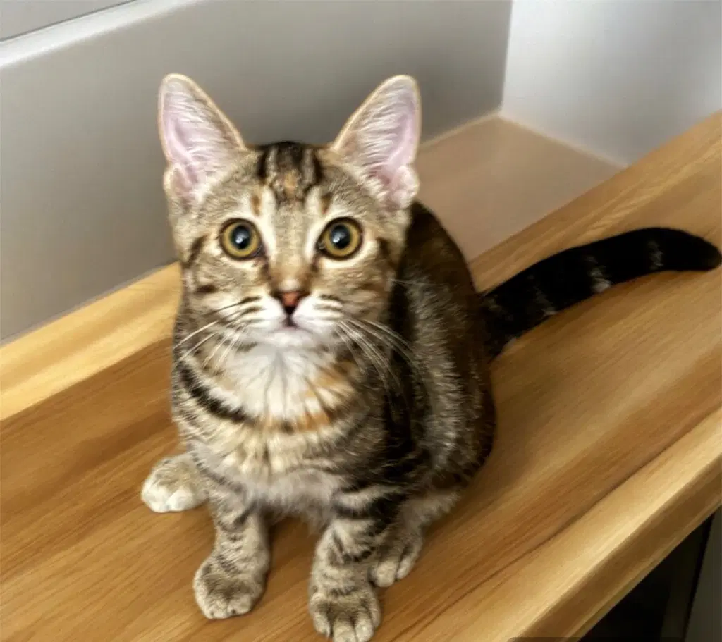 Brianna - Tabby