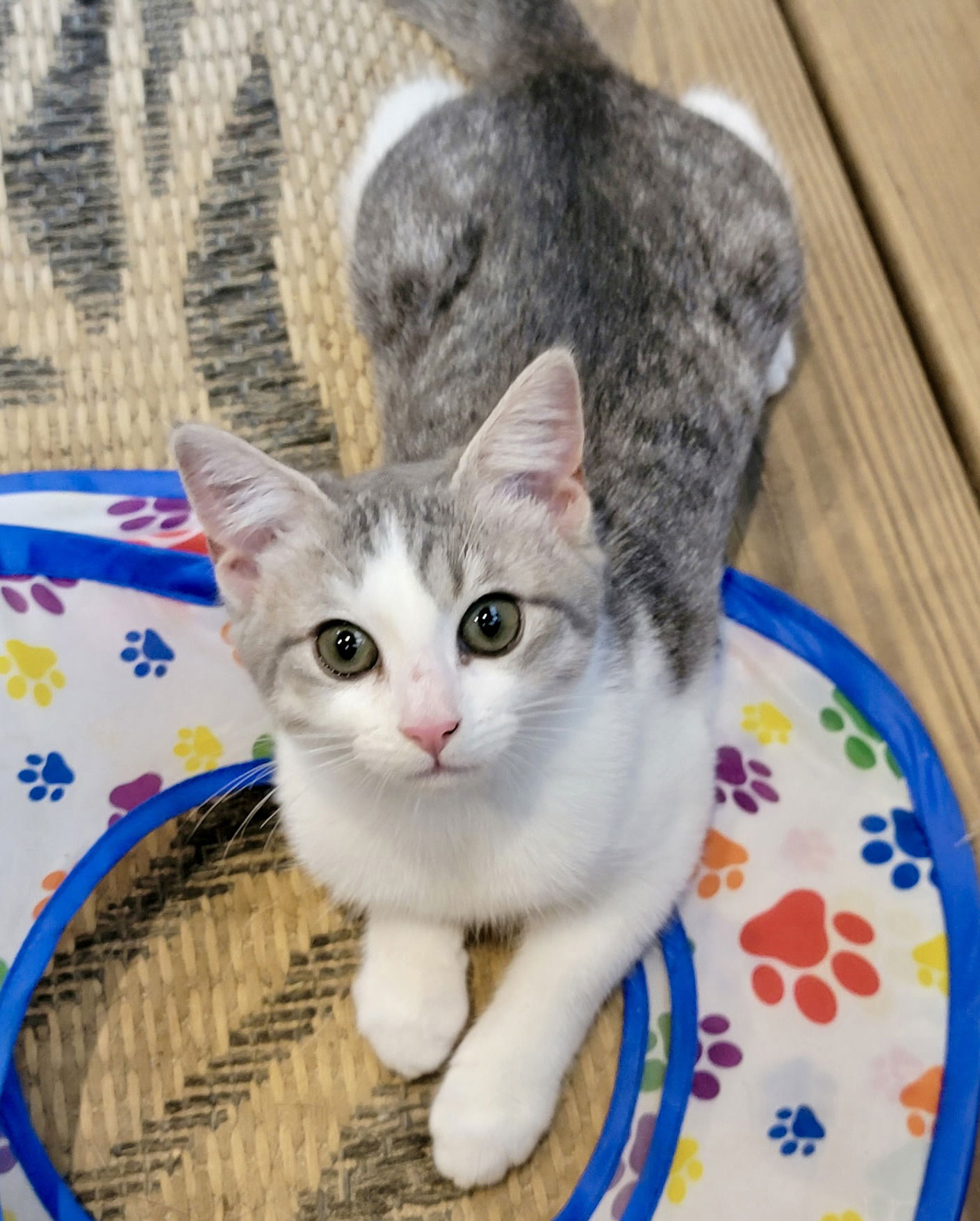 adoptable Cat in Raleigh, NC named Astrid