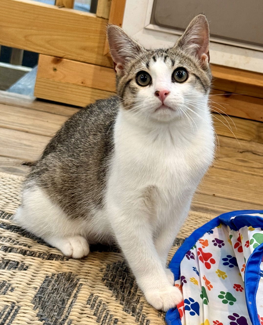adoptable Cat in Raleigh, NC named Hiccup