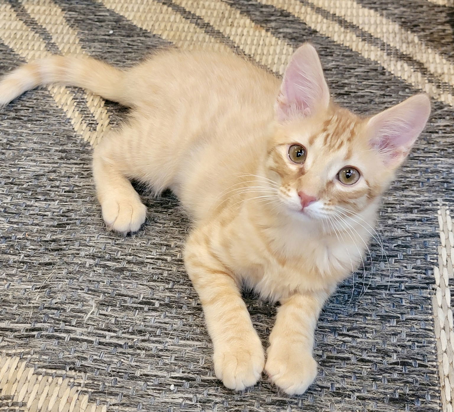 adoptable Cat in Raleigh, NC named Kion