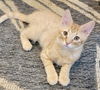 adoptable Cat in raleigh, NC named Kion