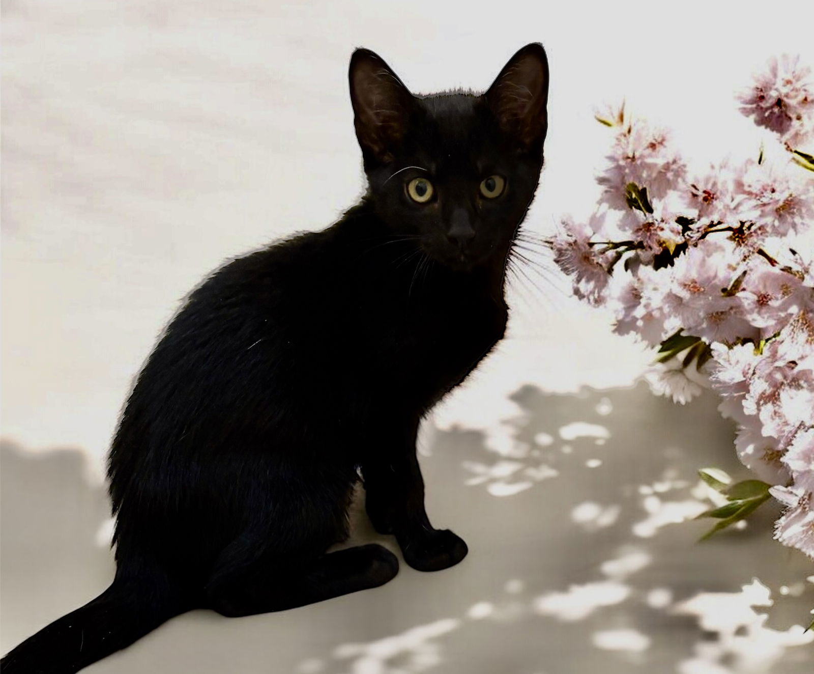 adoptable Cat in Raleigh, NC named John
