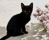 adoptable Cat in raleigh, NC named John