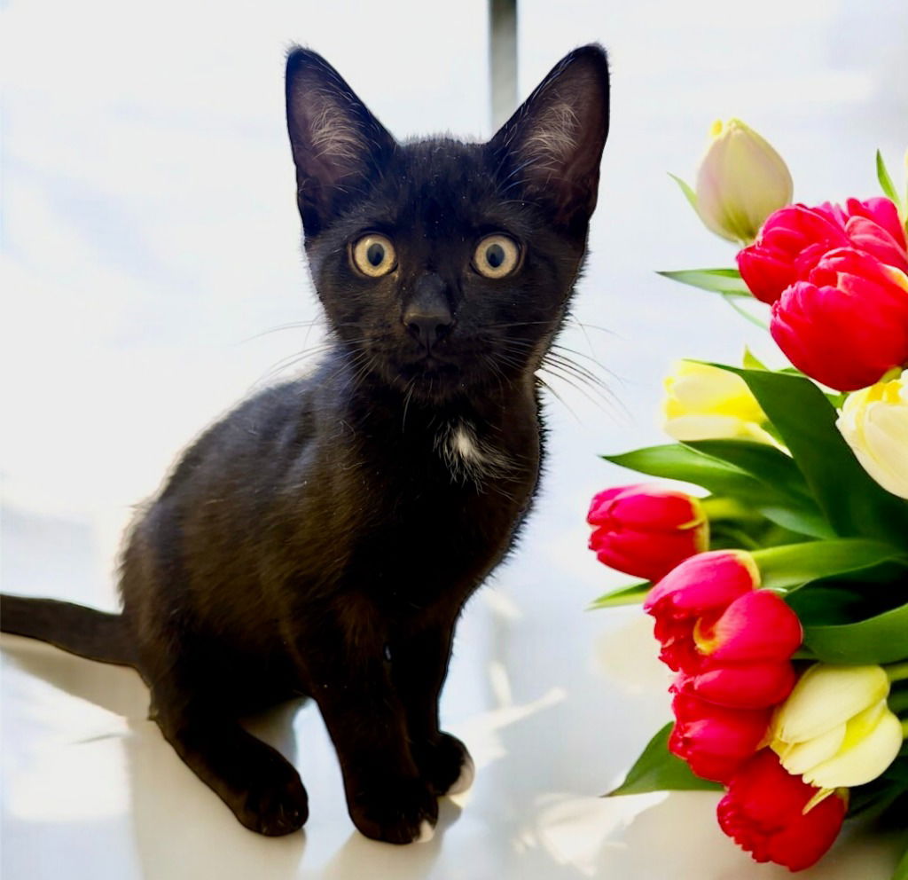 adoptable Cat in Raleigh, NC named Walter