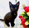 adoptable Cat in raleigh, NC named Walter