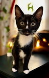 adoptable Cat in raleigh, NC named Larry