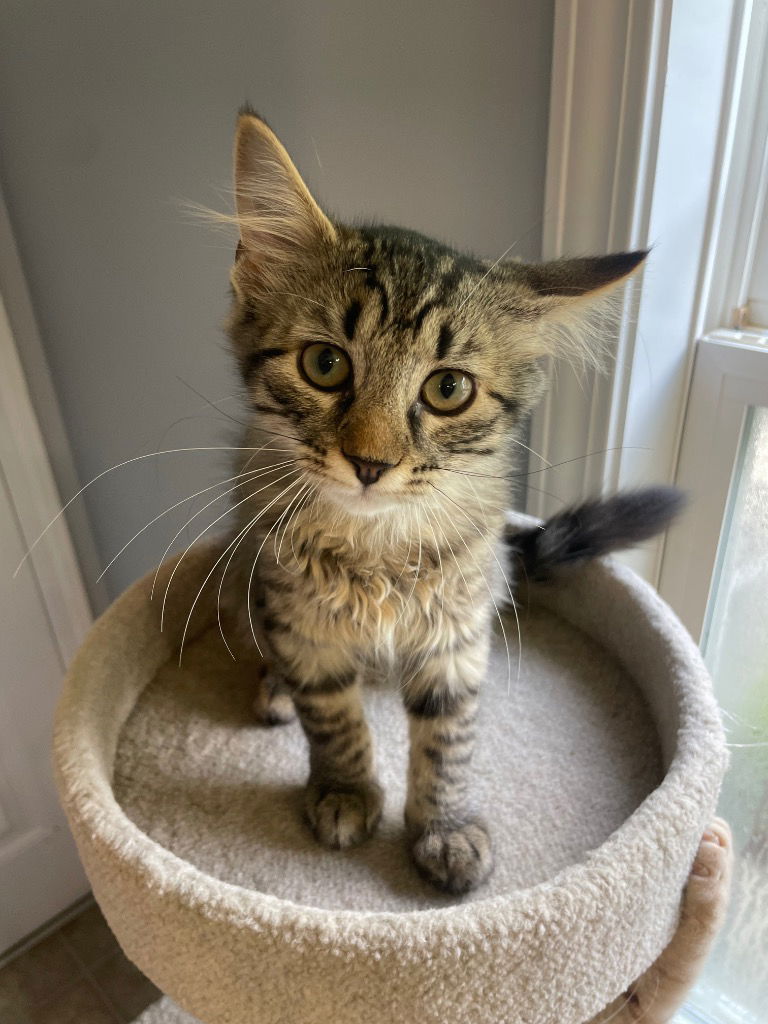adoptable Cat in Raleigh, NC named Buckbeak