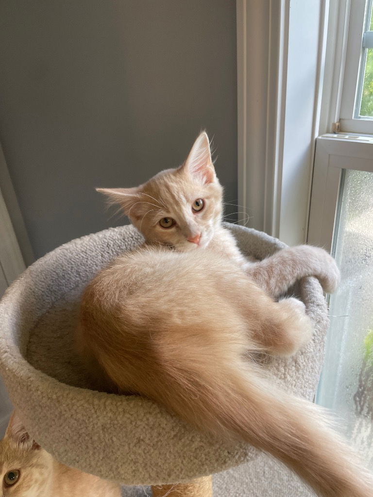 adoptable Cat in Raleigh, NC named Crookshanks