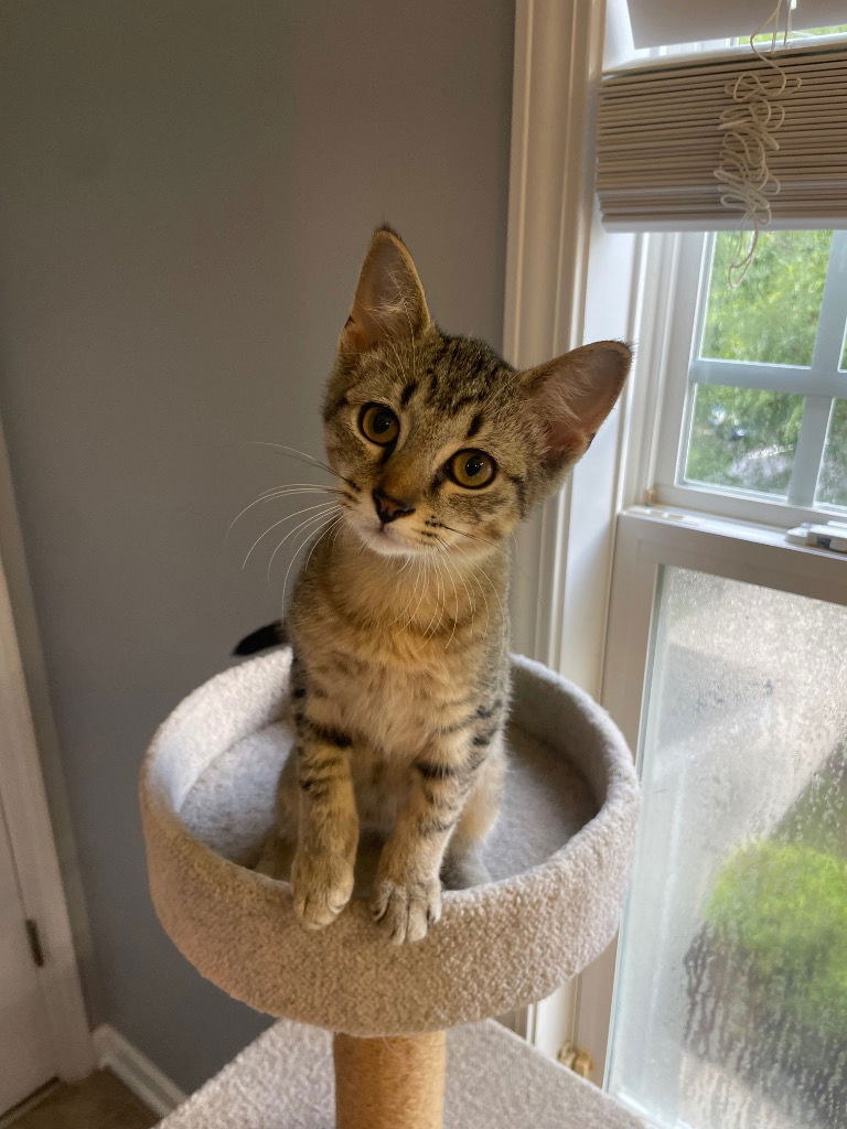 adoptable Cat in Raleigh, NC named Dobby