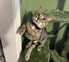 adoptable Cat in raleigh, NC named Okra