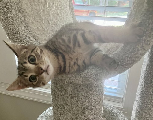 DRAX - Tabby / Domestic Short Hair available for adoption