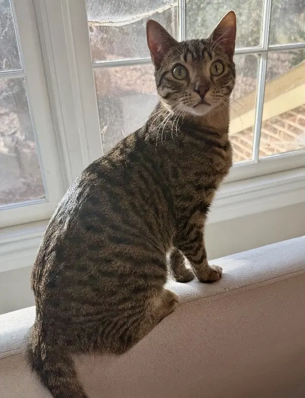 Drax - Tabby