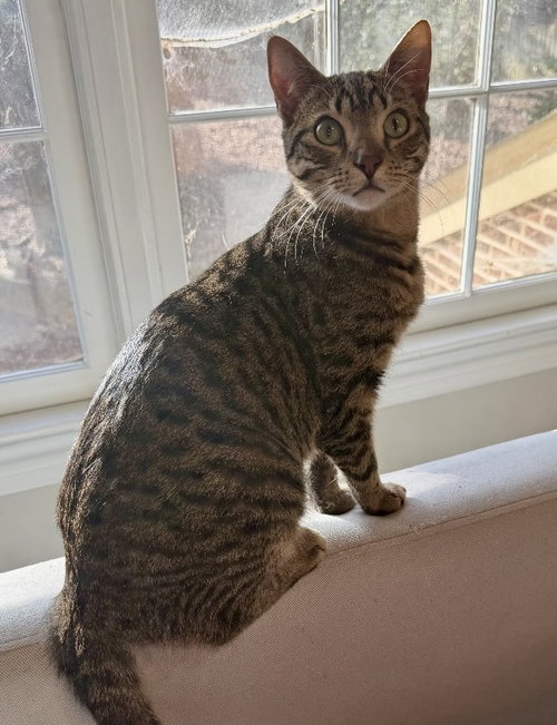 DRAX - Tabby / Domestic Short Hair available for adoption