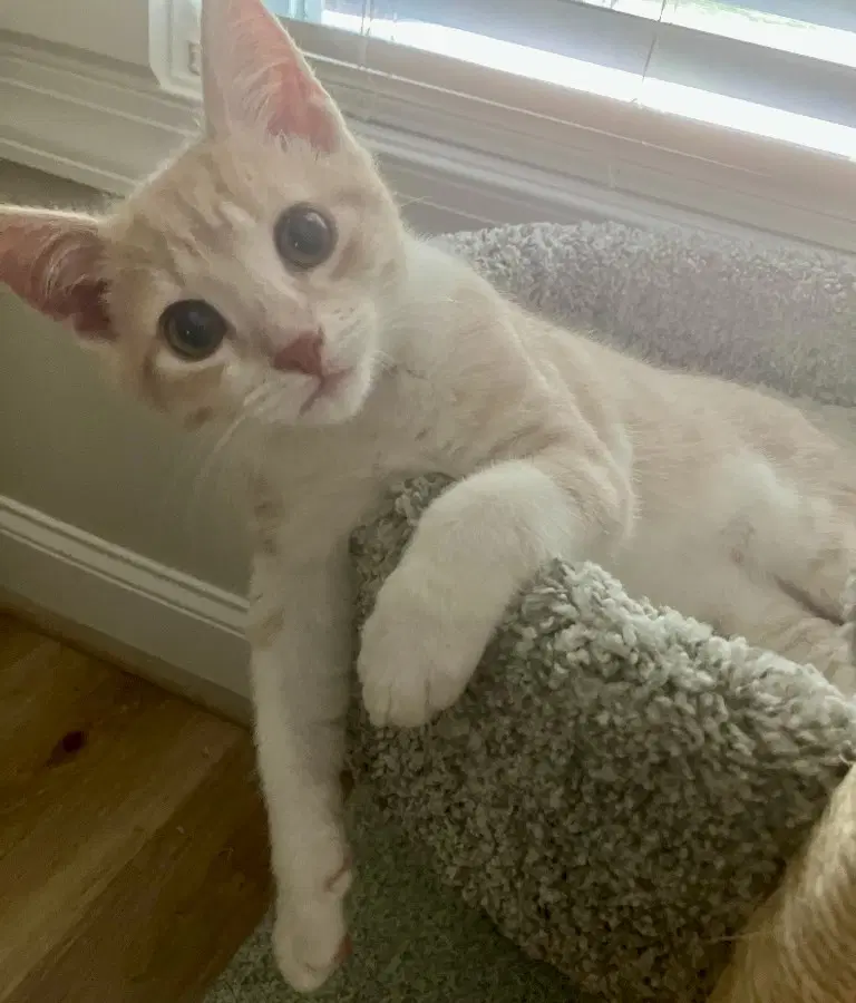 Rocket - Tabby