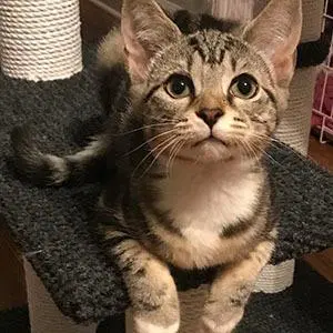 Mishawauka - Tabby