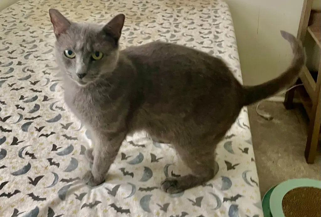 Camilla - Domestic Short Hair