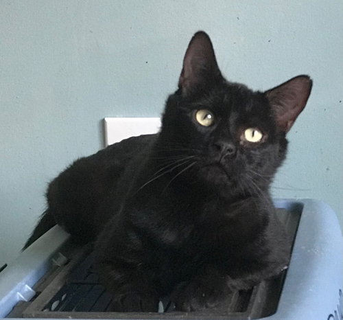 picture of the cat needing adoption