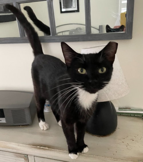 picture of the cat needing adoption