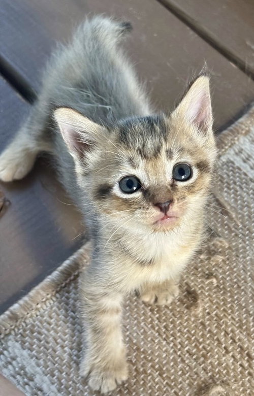 picture of the cat needing adoption