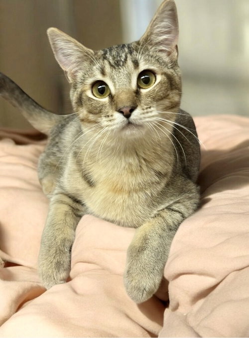 Adele, an adoptable Dilute Calico in Garner, NC