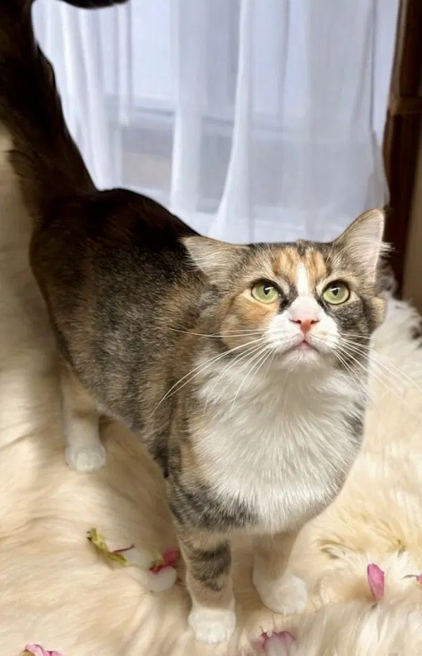 Scarlet - Calico