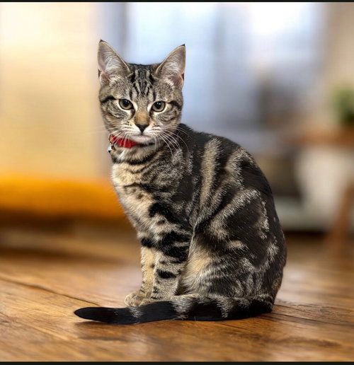 picture of the cat needing adoption