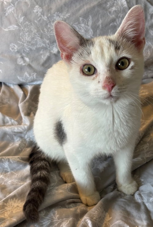 Chim Chim, an adoptable Domestic Short Hair in Garner, NC