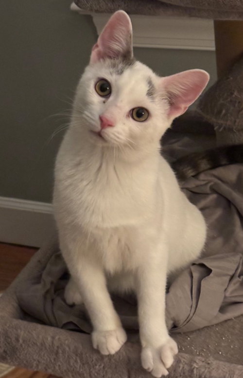 Chim Chim, an adoptable Domestic Short Hair in Garner, NC