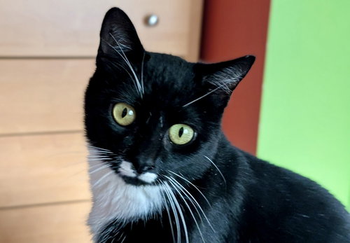 Cleo, an adoptable Tuxedo in Garner, NC
