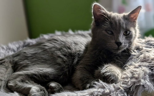 Long "John" Silver, an adoptable Domestic Short Hair in Garner, NC
