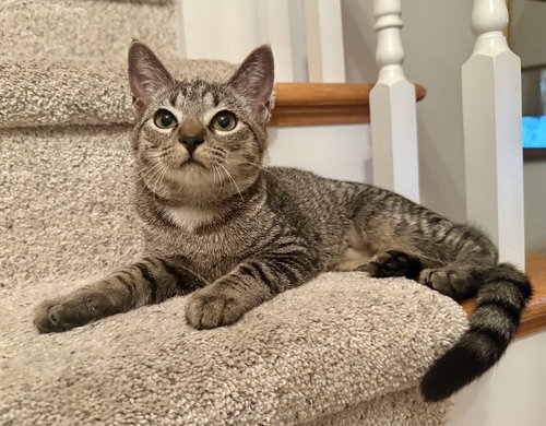 Mabel, Tabby / Domestic Short Hair, cat for adoption in Rocky Mount, North Carolina