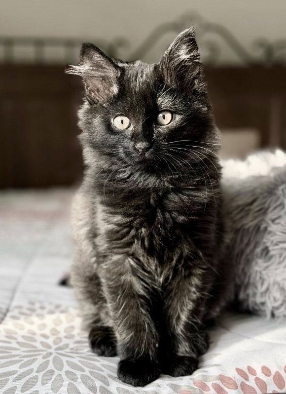 Toothless