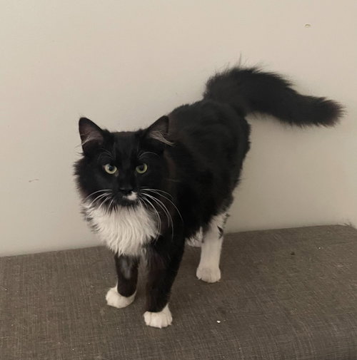 Yin, Domestic Long Hair, cat for adoption in Rocky Mount, North Carolina