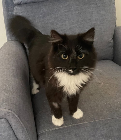 Yang, Domestic Short Hair, cat for adoption in Rocky Mount, North Carolina