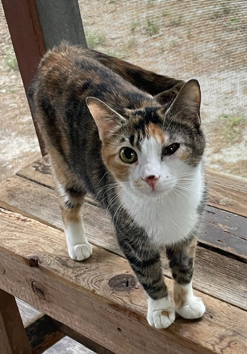 Mariska, Calico / Domestic Short Hair, cat for adoption in Rocky Mount, North Carolina