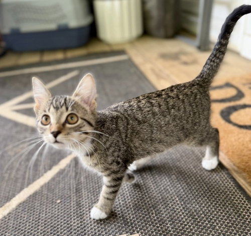 Tank, Tabby / Domestic Short Hair, cat for adoption in Rocky Mount, North Carolina