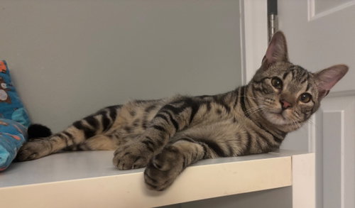 Alfie, an adoptable Tabby in Garner, NC