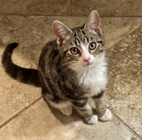 Danish, an adoptable Tabby in Garner, NC