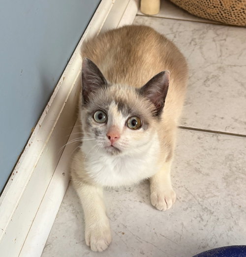 Dutchie, an adoptable Siamese in Garner, NC