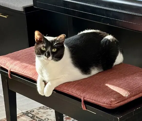 Ruby Coc - Domestic Short Hair