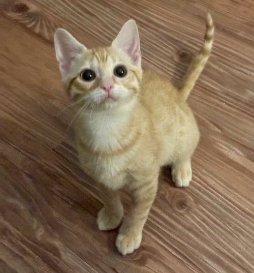 Lion, Tabby / Domestic Short Hair, cat for adoption in Durham, North Carolina