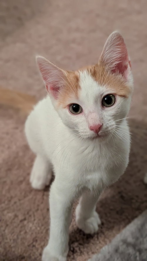 Apollo, an adoptable Domestic Short Hair in Garner, NC