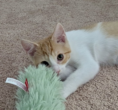 Ares, an adoptable Domestic Short Hair in Garner, NC